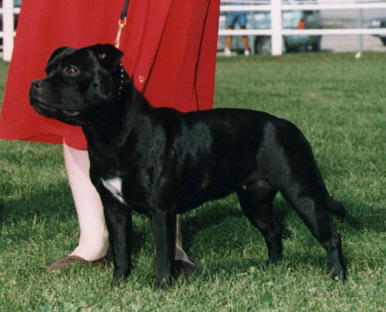 alan hedges staffordshire bull terrier